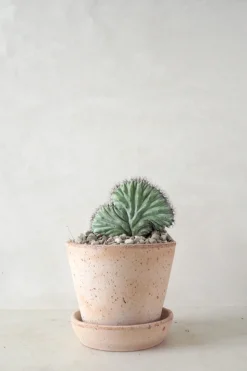 Ørkenplanter Og Knoldplanter|Danskavlede Planter^PLANT Polaskia Chipchipe F. Cristata, medium