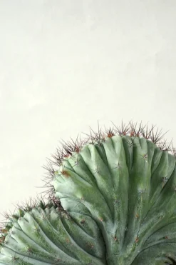 Ørkenplanter Og Knoldplanter|Danskavlede Planter^PLANT Polaskia Chipchipe F. Cristata, medium