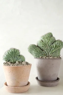 Ørkenplanter Og Knoldplanter|Danskavlede Planter^PLANT Polaskia Chipchipe F. Cristata, medium