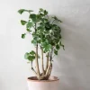Tropiske Planter|Danskavlede Planter^PLANT Polyscias Balfourian