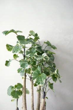 Tropiske Planter|Danskavlede Planter^PLANT Polyscias Balfourian