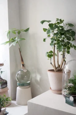 Tropiske Planter|Danskavlede Planter^PLANT Polyscias Balfourian