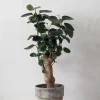 Tropiske Planter^PLANT Polyscias Fabian
