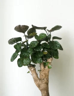 Tropiske Planter^PLANT Polyscias Fabian