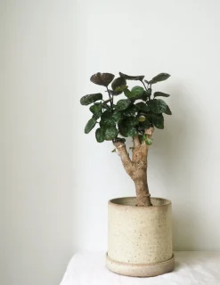 Tropiske Planter^PLANT Polyscias Fabian