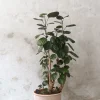 Gulvplanter Og Store Træer|Tropiske Planter^PLANT Polyscias Fabian, stor