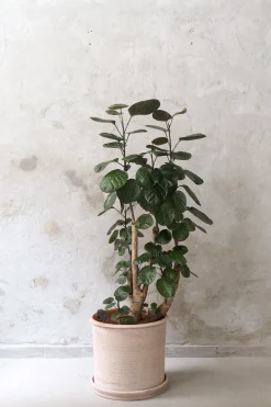 Gulvplanter Og Store Træer|Tropiske Planter^PLANT Polyscias Fabian, stor