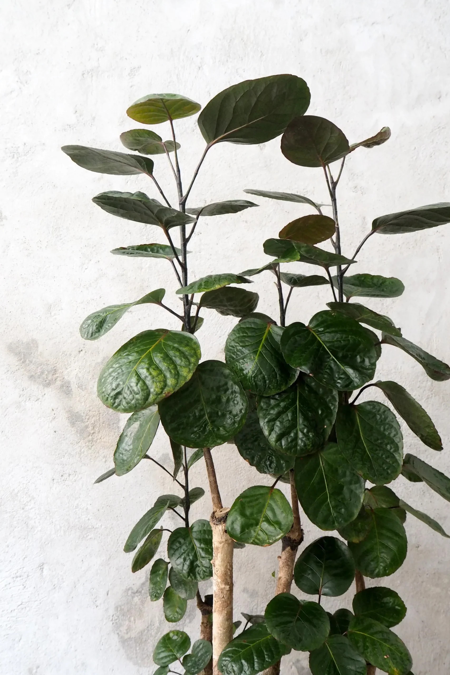 Gulvplanter Og Store Træer|Tropiske Planter^PLANT Polyscias Fabian, stor