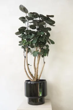 Gulvplanter Og Store Træer|Tropiske Planter^PLANT Polyscias Fabian, stor