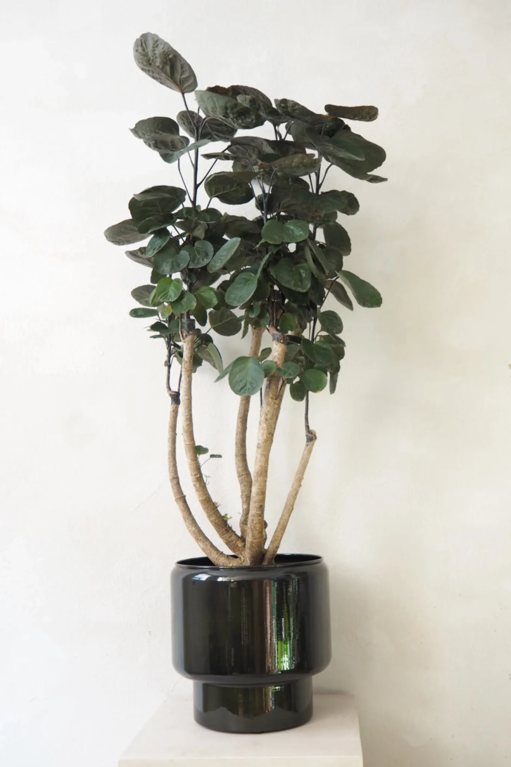 Gulvplanter Og Store Træer|Tropiske Planter^PLANT Polyscias Fabian, stor