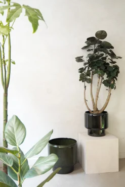 Gulvplanter Og Store Træer|Tropiske Planter^PLANT Polyscias Fabian, stor
