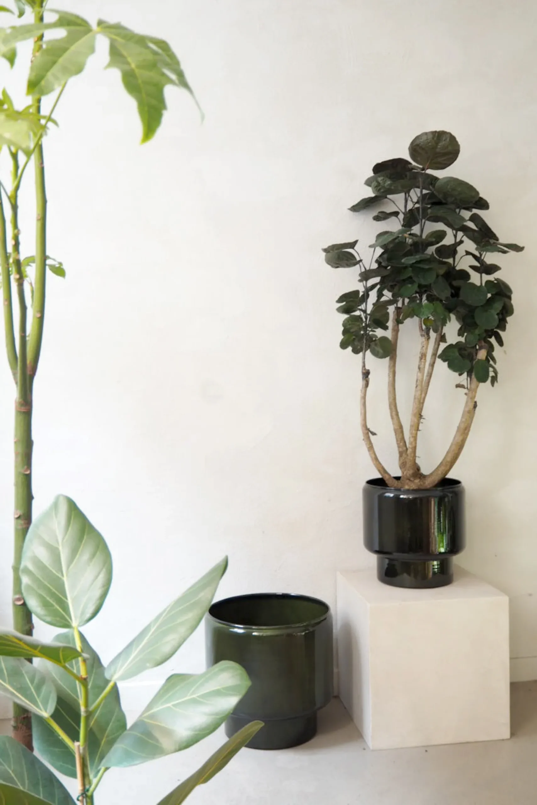 Gulvplanter Og Store Træer|Tropiske Planter^PLANT Polyscias Fabian, stor