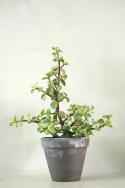 Ørkenplanter Og Knoldplanter|Danskavlede Planter^PLANT Portulacaria afra