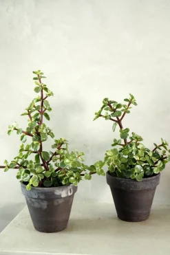 Ørkenplanter Og Knoldplanter|Danskavlede Planter^PLANT Portulacaria afra