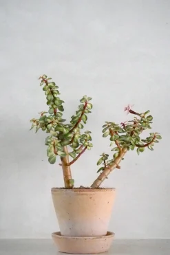 Ørkenplanter Og Knoldplanter|Danskavlede Planter^PLANT Portulacaria afra 'Medio-picta'