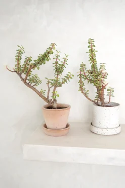 Ørkenplanter Og Knoldplanter|Danskavlede Planter^PLANT Portulacaria afra 'Medio-picta'