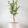 Ørkenplanter Og Knoldplanter|Danskavlede Planter^PLANT Portulacaria afra Opstammet