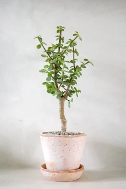 Ørkenplanter Og Knoldplanter|Danskavlede Planter^PLANT Portulacaria afra Opstammet