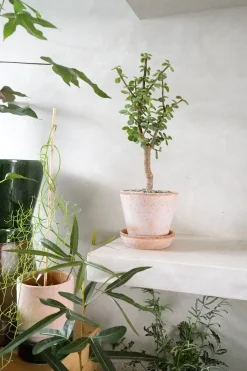 Ørkenplanter Og Knoldplanter|Danskavlede Planter^PLANT Portulacaria afra Opstammet