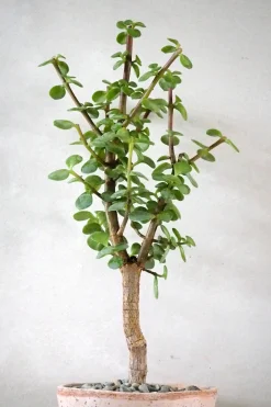 Ørkenplanter Og Knoldplanter|Danskavlede Planter^PLANT Portulacaria afra Opstammet