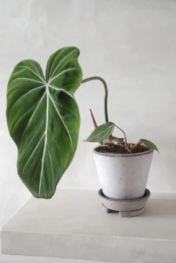 Frø, Spiring Og Altanliv|Pottefødder Og Filtdutter^PLANT Pottefødder, grå