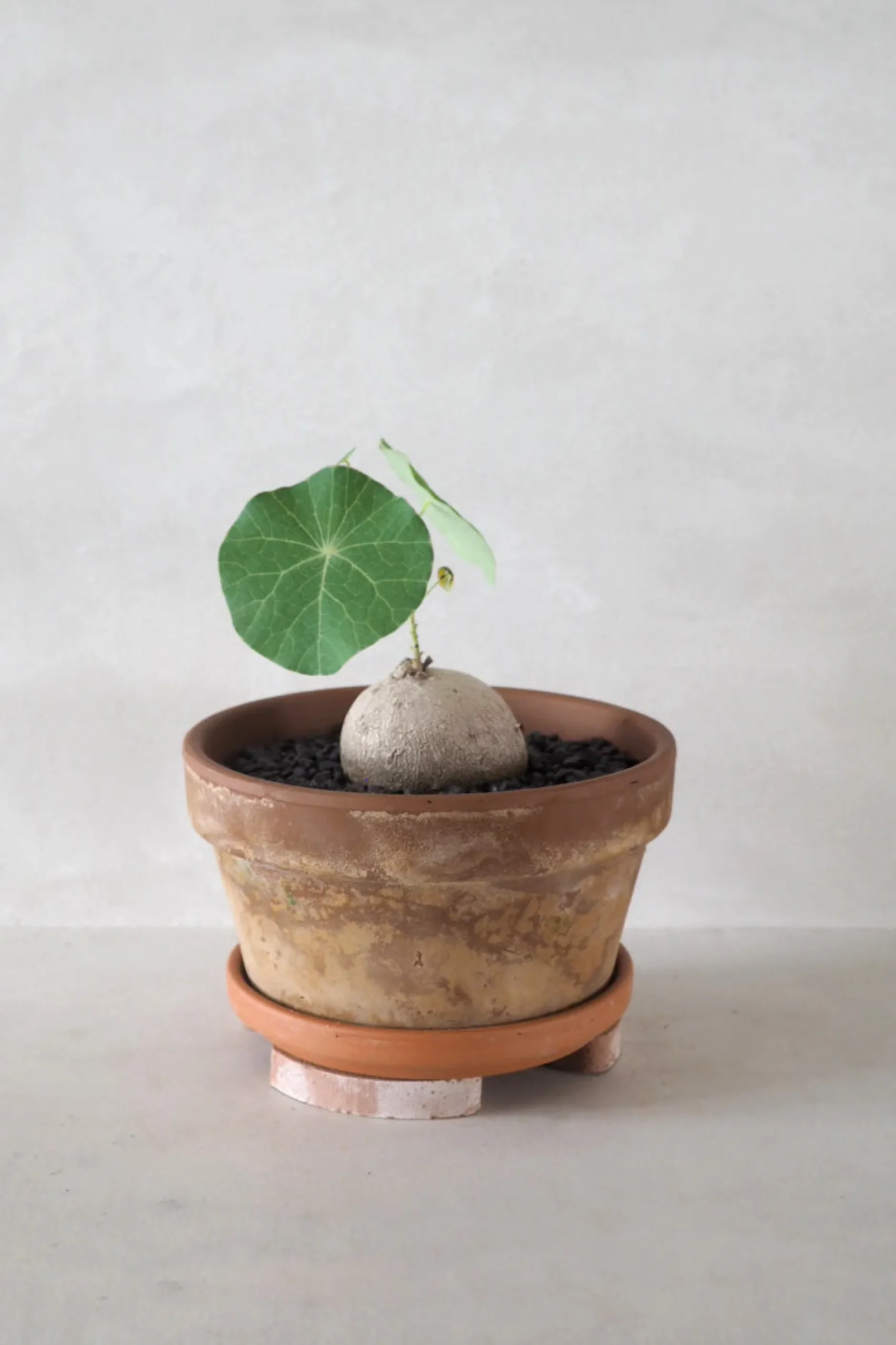 Frø, Spiring Og Altanliv|Pottefødder Og Filtdutter^PLANT Pottefødder, terracotta
