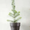 Danskavlede Planter^PLANT Rødgran