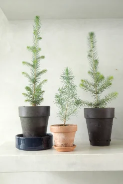 Danskavlede Planter^PLANT Rødgran