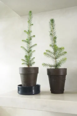 Danskavlede Planter^PLANT Rødgran