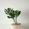 Ørkenplanter Og Knoldplanter^PLANT Ørkenrose, medium