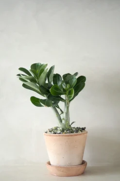 Ørkenplanter Og Knoldplanter^PLANT Ørkenrose, medium