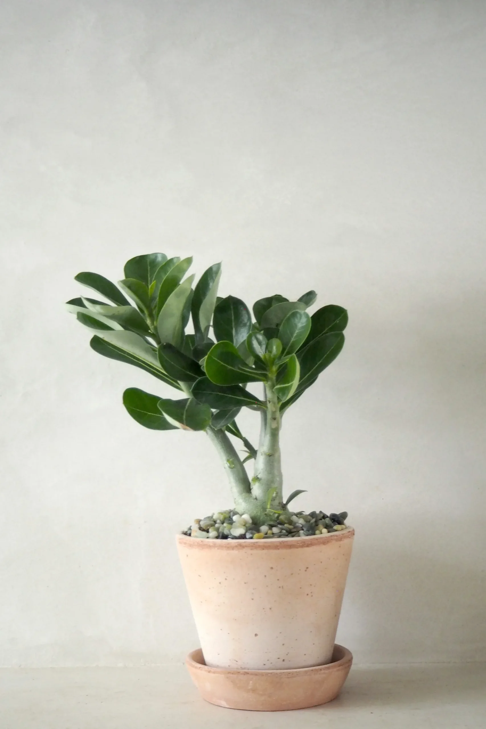 Ørkenplanter Og Knoldplanter^PLANT Ørkenrose, medium