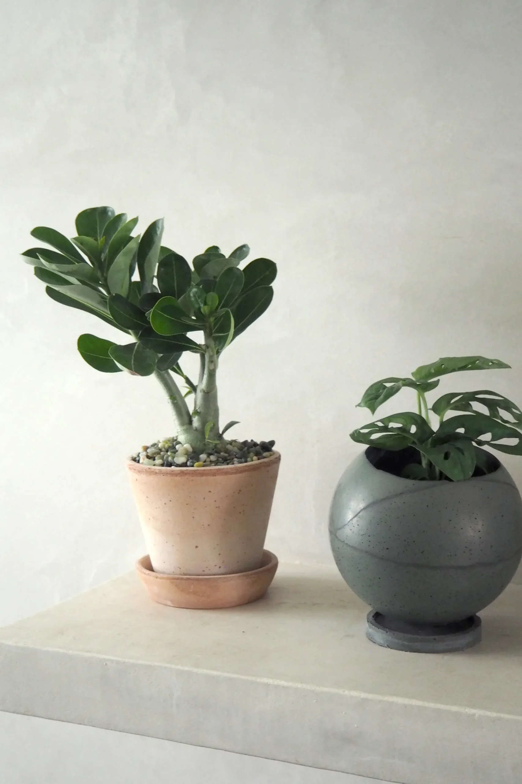Ørkenplanter Og Knoldplanter^PLANT Ørkenrose, medium
