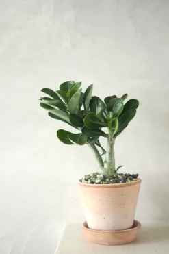 Ørkenplanter Og Knoldplanter^PLANT Ørkenrose, medium
