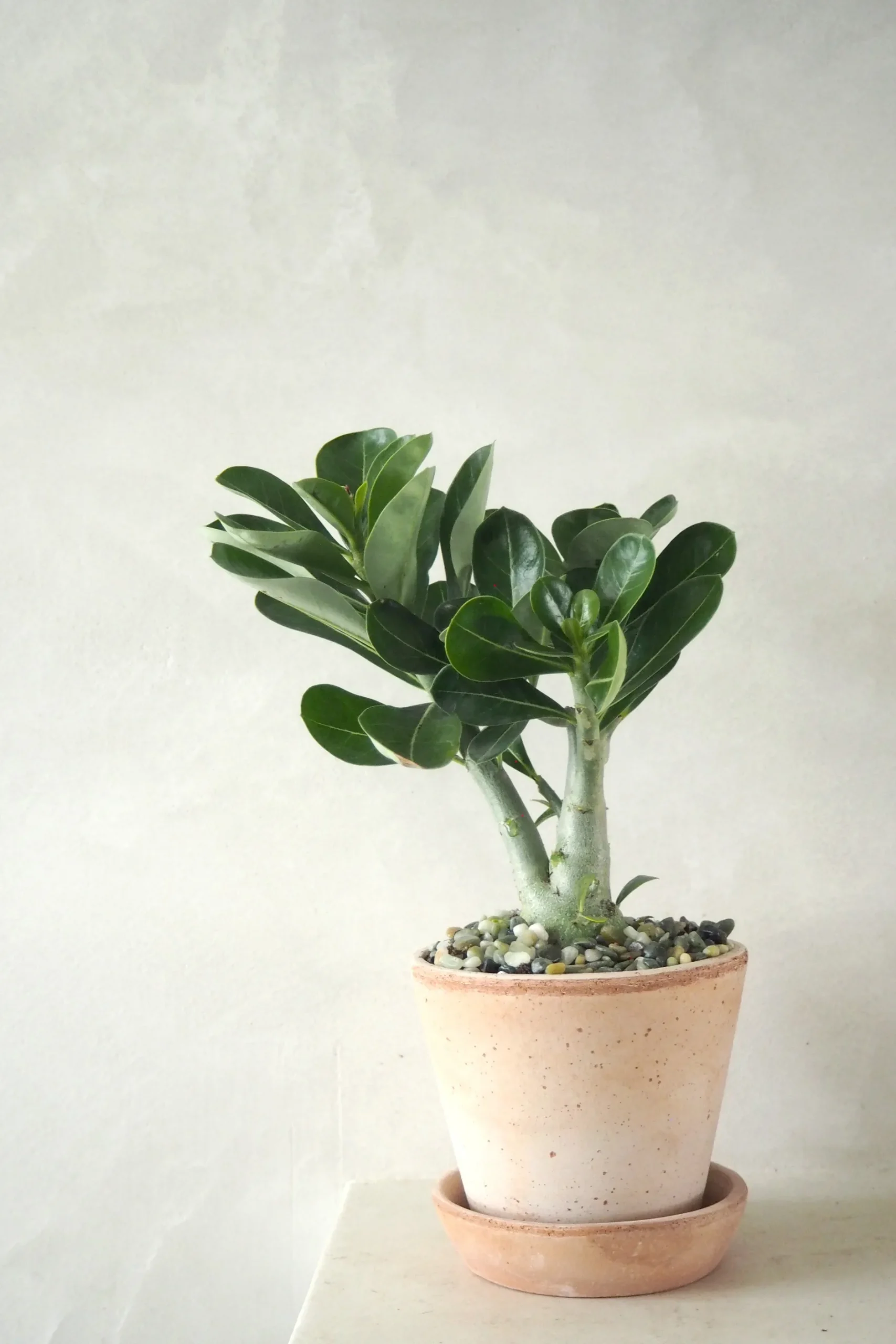 Ørkenplanter Og Knoldplanter^PLANT Ørkenrose, medium
