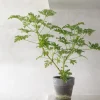 Duftgeranium|Danskavlede Planter^PLANT Rosengeranium