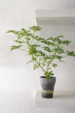 Duftgeranium|Danskavlede Planter^PLANT Rosengeranium