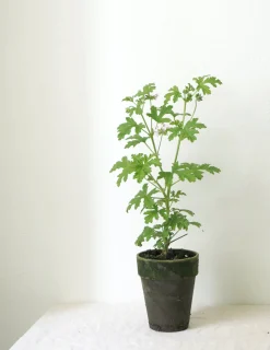Duftgeranium|Danskavlede Planter^PLANT Rosengeranium