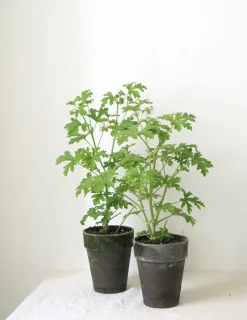 Duftgeranium|Danskavlede Planter^PLANT Rosengeranium