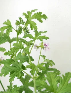Duftgeranium|Danskavlede Planter^PLANT Rosengeranium