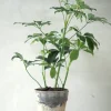 Danskavlede Planter^PLANT Schefflera