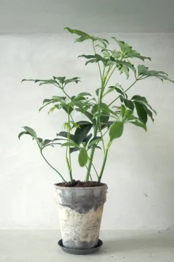 Danskavlede Planter^PLANT Schefflera