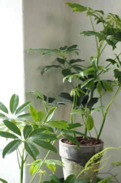 Danskavlede Planter^PLANT Schefflera