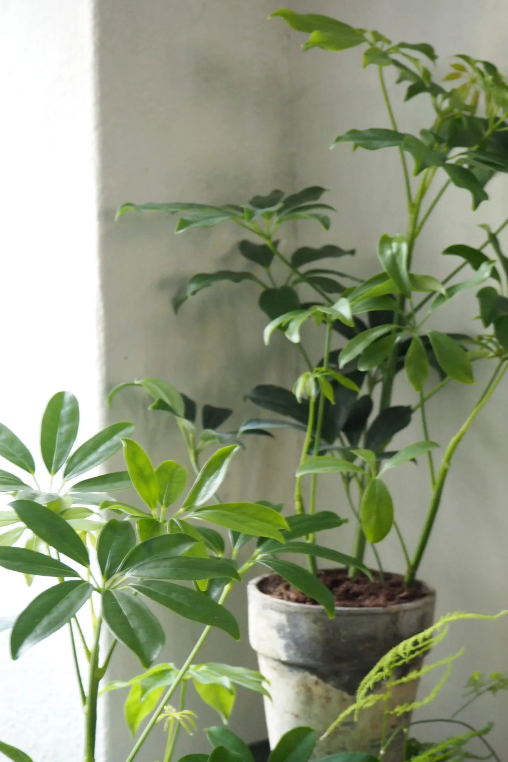 Danskavlede Planter^PLANT Schefflera