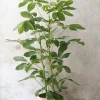 Gulvplanter Og Store Træer|Danskavlede Planter^PLANT Schefflera Amate