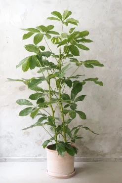 Gulvplanter Og Store Træer|Danskavlede Planter^PLANT Schefflera Amate