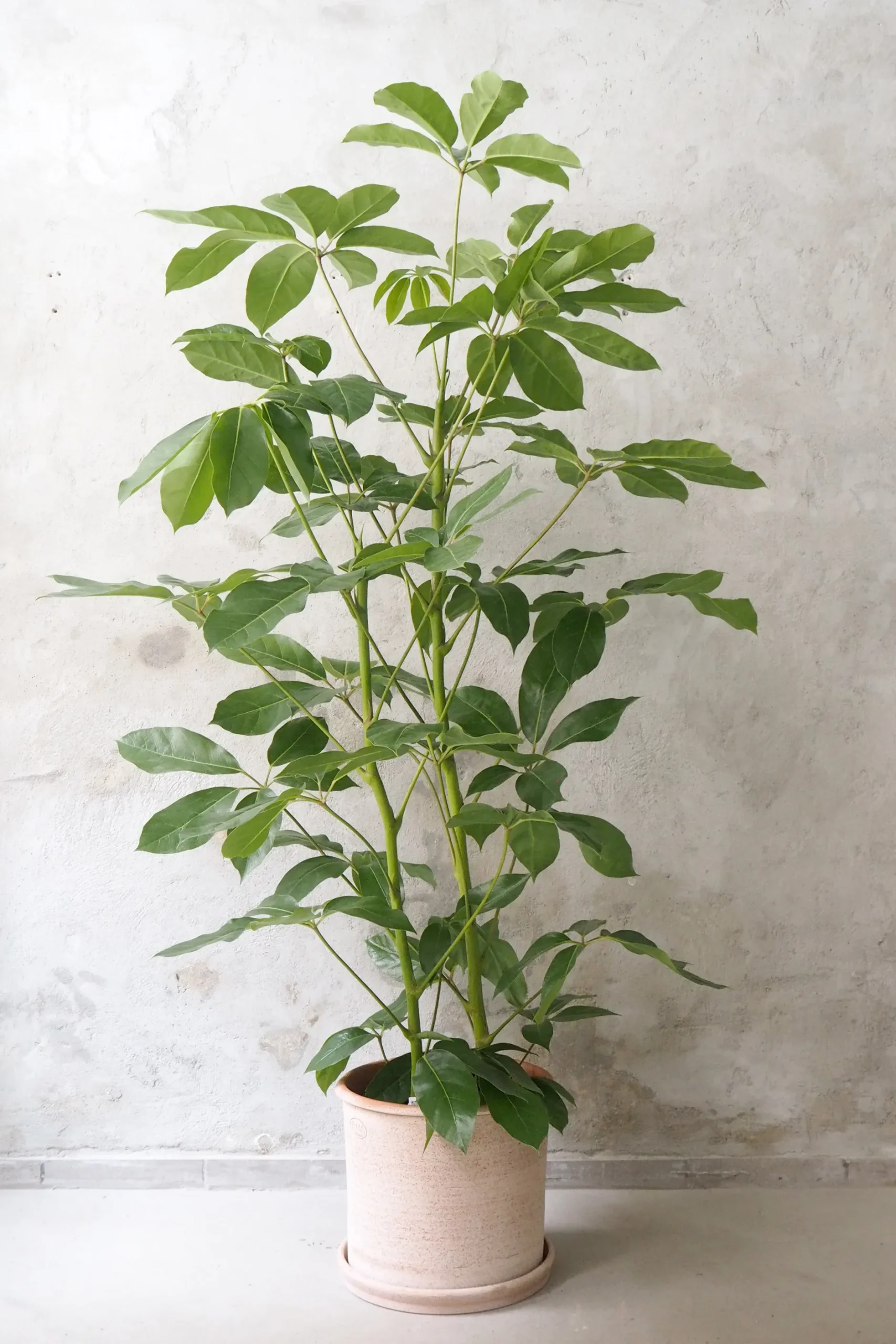 Gulvplanter Og Store Træer|Danskavlede Planter^PLANT Schefflera Amate