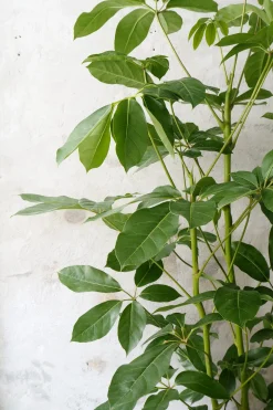 Gulvplanter Og Store Træer|Danskavlede Planter^PLANT Schefflera Amate