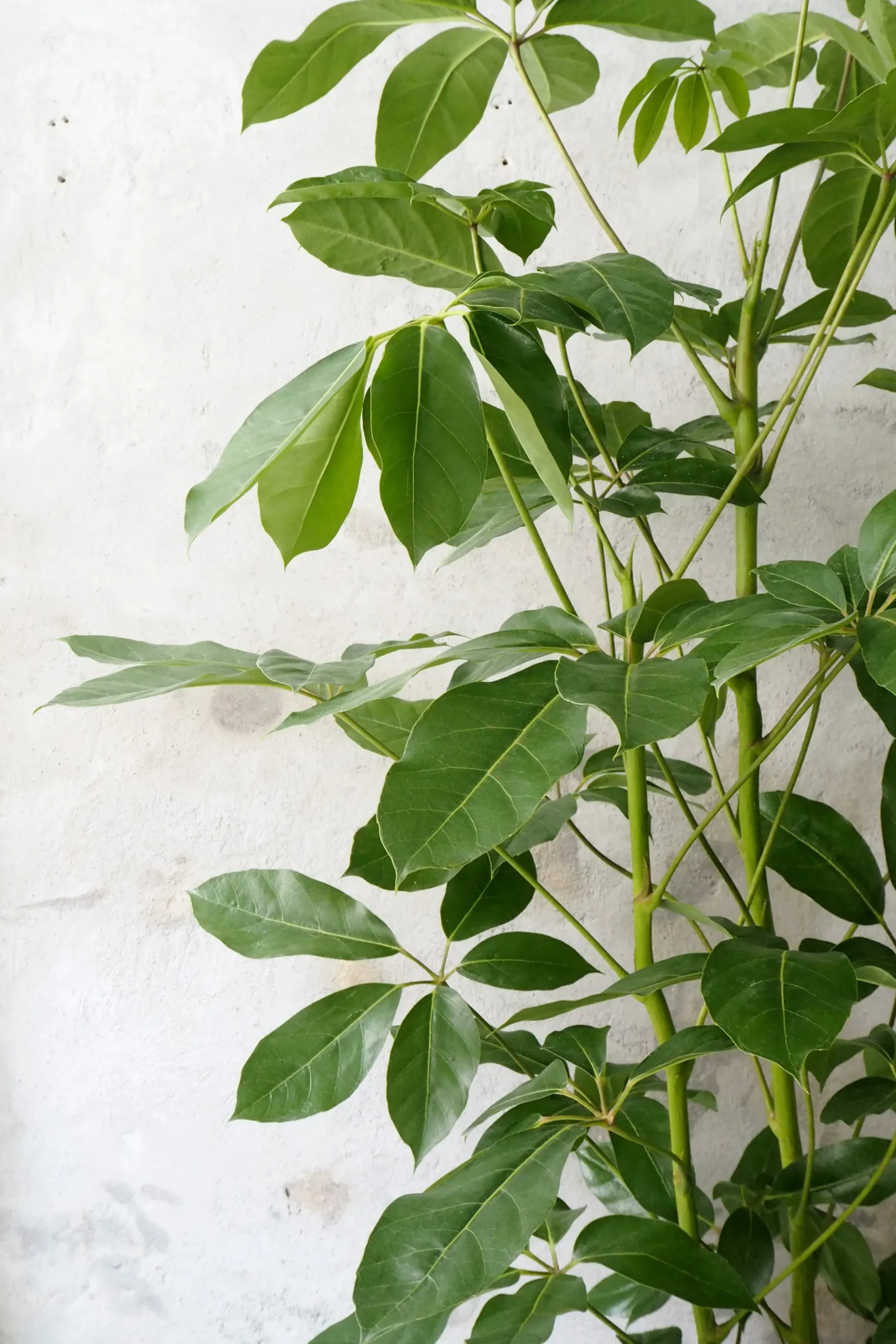 Gulvplanter Og Store Træer|Danskavlede Planter^PLANT Schefflera Amate