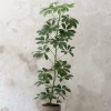 Gulvplanter Og Store Træer|Danskavlede Planter^PLANT Schefflera arboricola